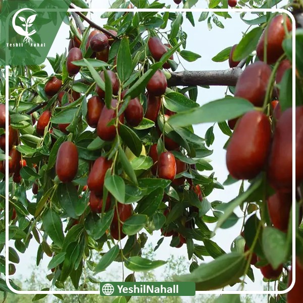 نهال عناب قائنات